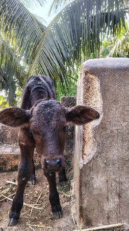 વાસળો વેચવા નો છે