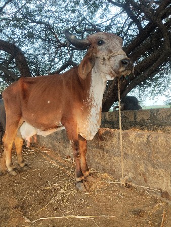 थंबनेल 3