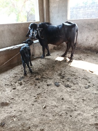 ત્રીજું વેતર ભેંસ વેચવાની છે