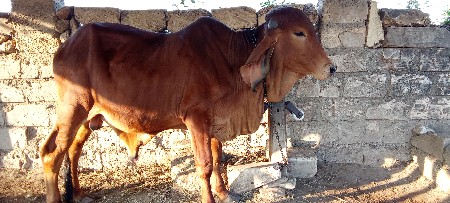 ગીર ગાય નું થંખુટ છે