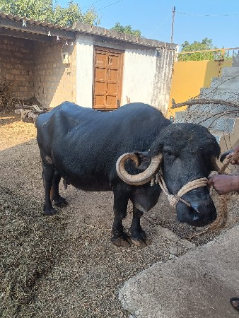 થંબનેલ 3