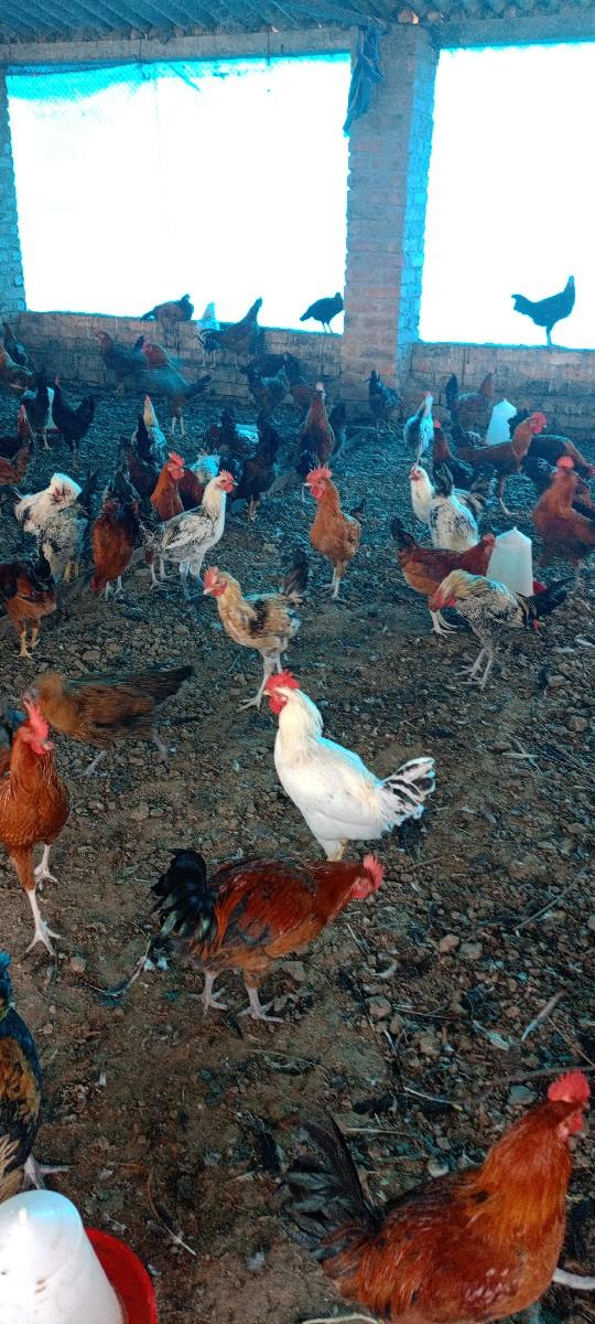 થંબનેલ 3