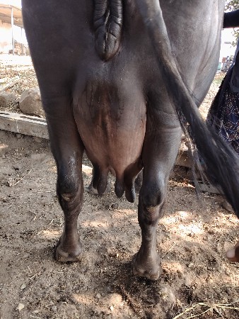 ભેંસ વેચવાની છે