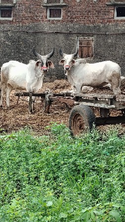 थंबनेल 2