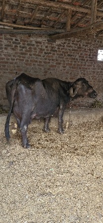 थंबनेल 2