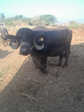 ભેંસ લે વેચ