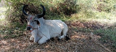 થંબનેલ 3