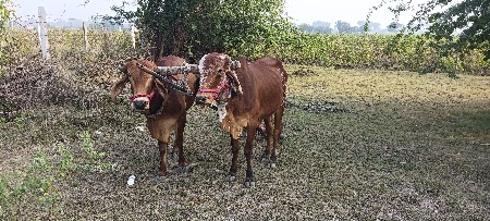 થંબનેલ 2