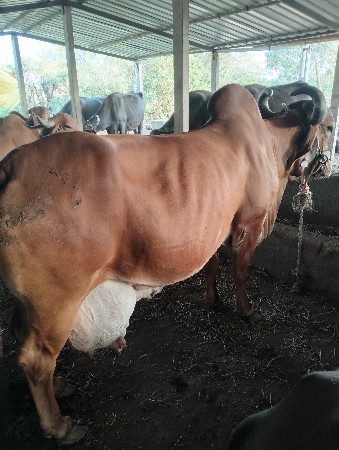 थंबनेल 3