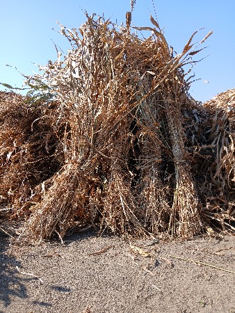 થંબનેલ 1