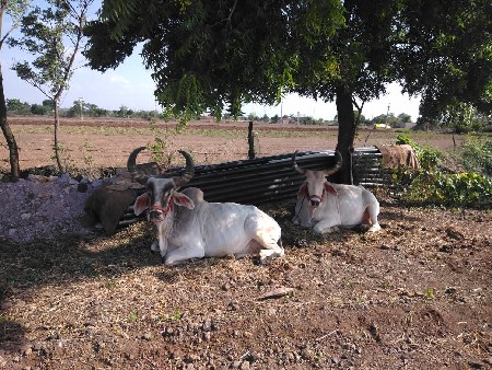 કિશોર. રઠોડ