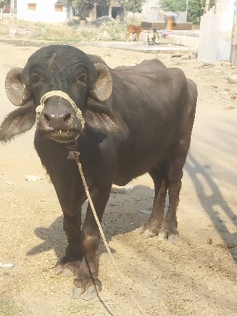 થંબનેલ 2