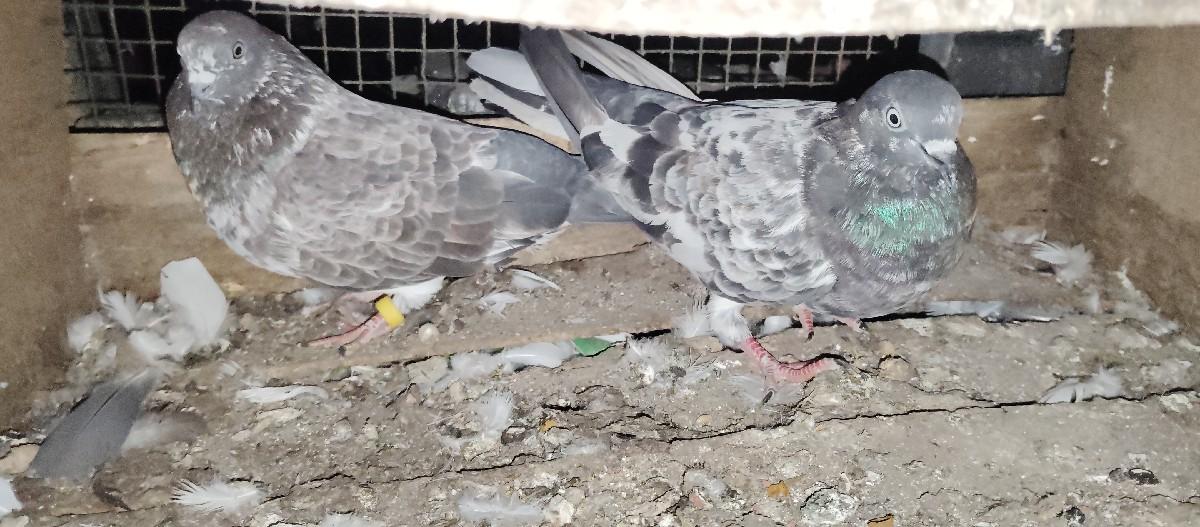 કબુતર વેચવાના છે