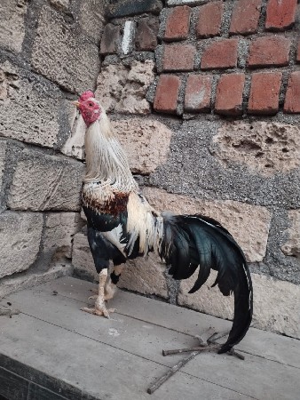 અસીલ મૂર્ઘો જાવા કલર 6359727808