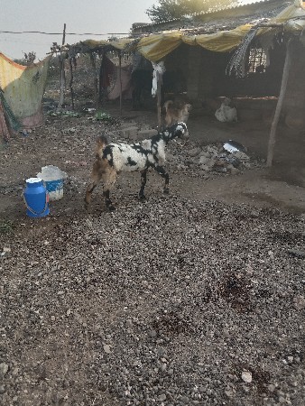 બે પાઠુ વેસવાની છે