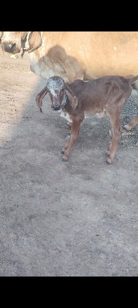 થંબનેલ 3