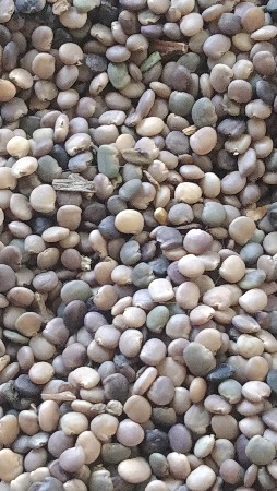 ગુવારનું બી વેચવાનું છે