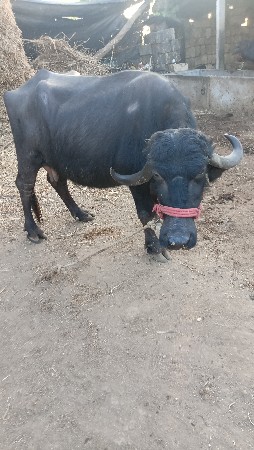 थंबनेल 3