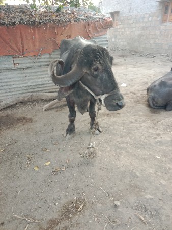 થંબનેલ 2