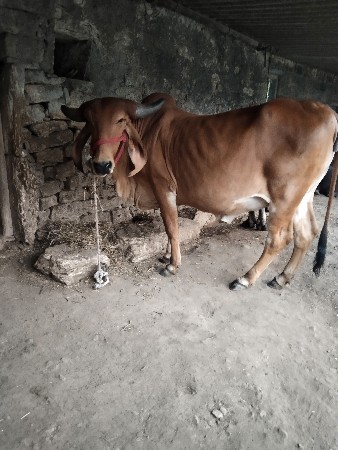 થંબનેલ 3