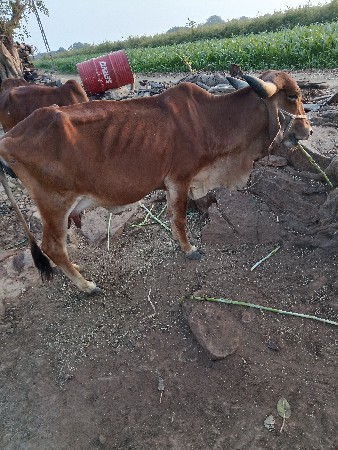 ગાય વેચવાની છે