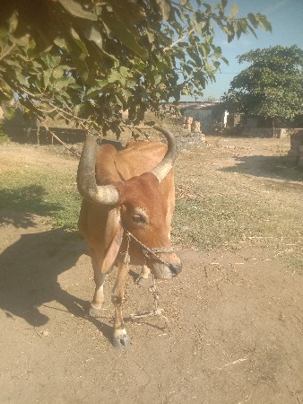 थंबनेल 3