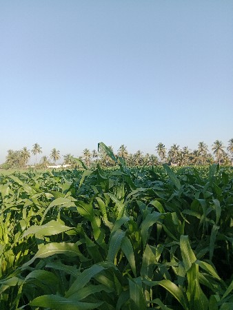 થંબનેલ 3