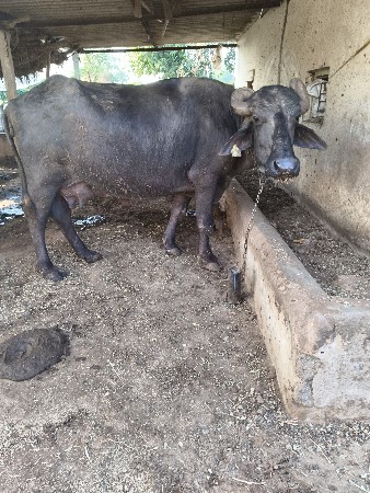 ભેંસ વેચવાની છે