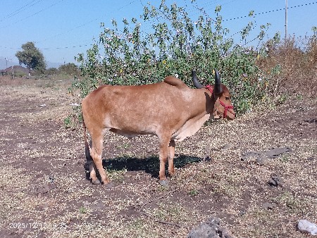 થંબનેલ 3