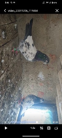 કબૂતર વેચવા ના છે