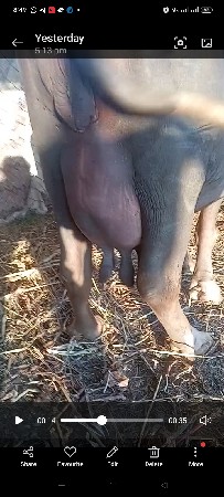 ભેંસ વેચવાની છે