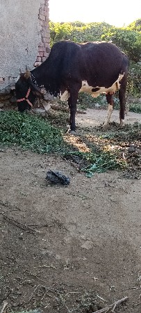 ગાય વેચવાની સે  જર્સી સે