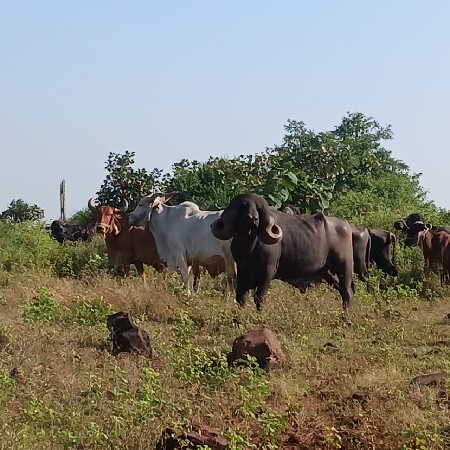 थंबनेल 2