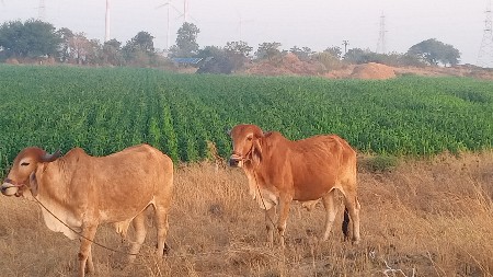 થંબનેલ 3