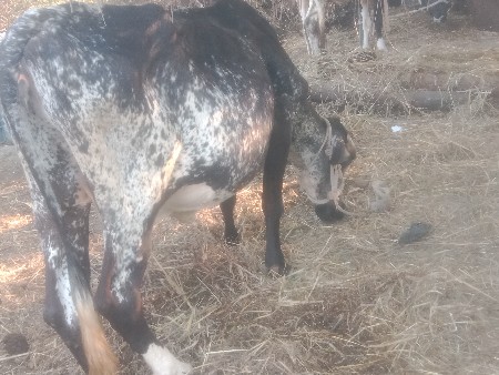 એસાબ,ગાયવેસવાનિસેસોજીસે