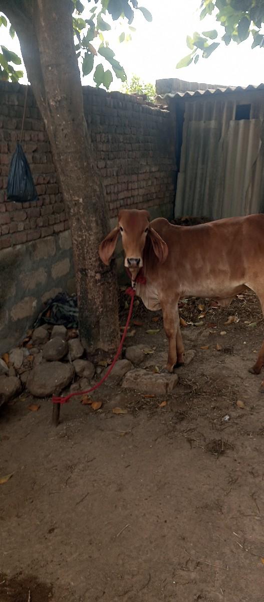 थंबनेल 3