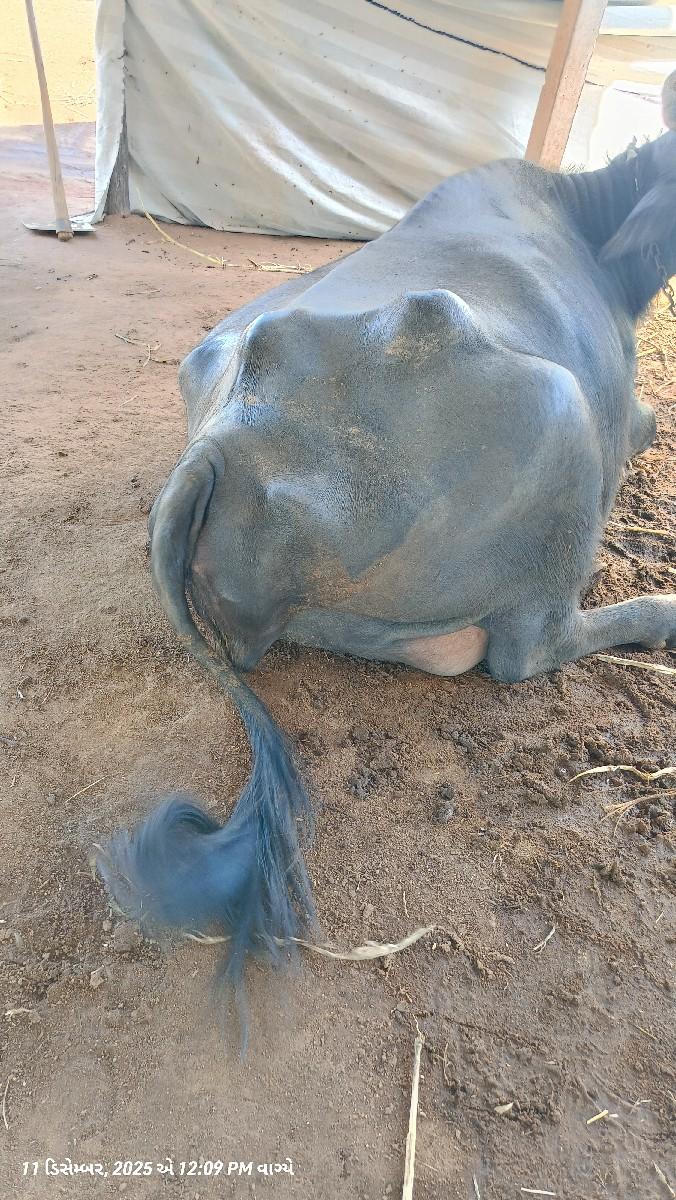 થંબનેલ 2