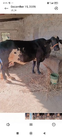 ગાય વેચવાની છે ગીર ક્રોસ
