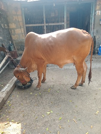 ગીર ગાય વેચવાની છે.