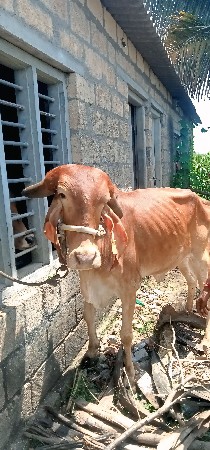 ગીર કપિલા