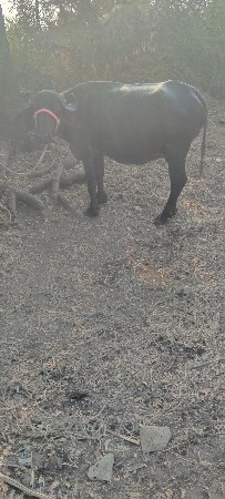 રાહુલ ભાઈ