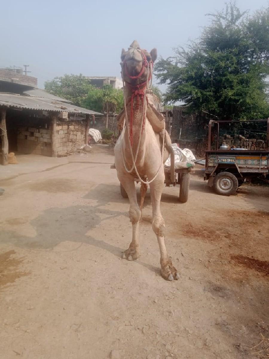 થંબનેલ 2