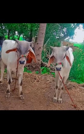 ગોધલા અને બળદ વેચવાના છે