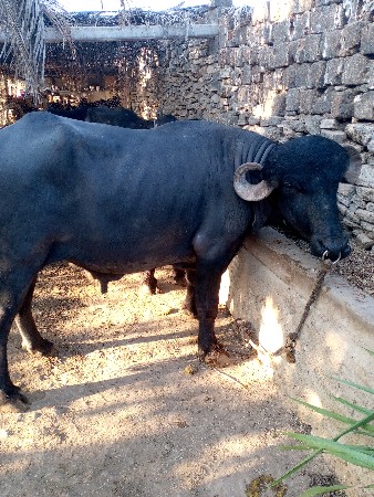 પાડોવેચવાનો છે