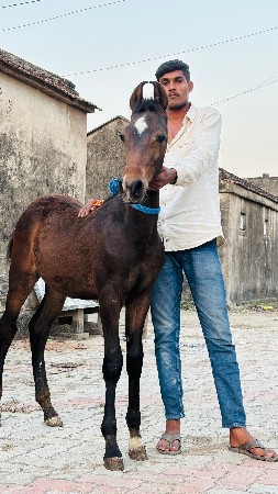 થંબનેલ 3