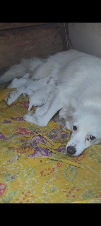 0 saiz na pomriyan puppy se