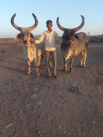 ગોધલા છે