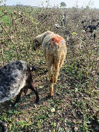 ઘેટો વેચવાનો છે