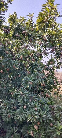 ચીકુ ના જાદવા દેવા ના છે