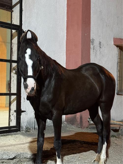 ઘોડી વેચવાની છે